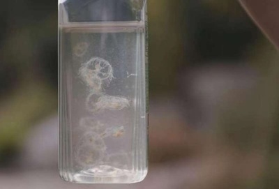 中国海南省で「水中のパンダ」と呼ばれるマミズクラゲを発見