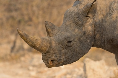 中国、サイとトラの体の部位などの取引を一部解禁