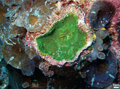 フランス領ポリネシア沖合で新種のサンゴ発見