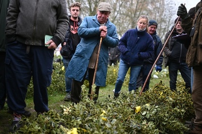 100年以上続くヤドリギとクリスマスホーリーのオークション 英