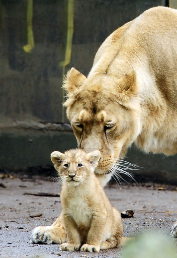 「ほら、ご挨拶しなさい」 ライオンの赤ちゃんお披露目