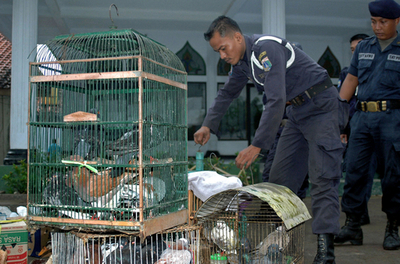 ＜鳥インフルエンザ＞家禽飼育の全面禁止措置、ジャカルタで施行 - インドネシア