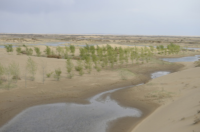 始まりはボトルに入れた苗木 中国の砂漠緑化技術、アラブ諸国へ