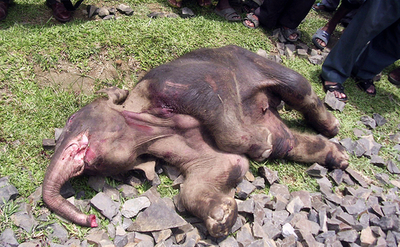 象3頭が列車と衝突死 - インド