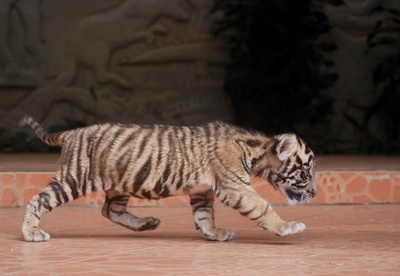 あんよは上手、絶滅危惧種スマトラトラの赤ちゃんお披露目