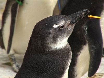 【動画】1000羽以上の迷子ペンギン、ブラジル海岸に漂着