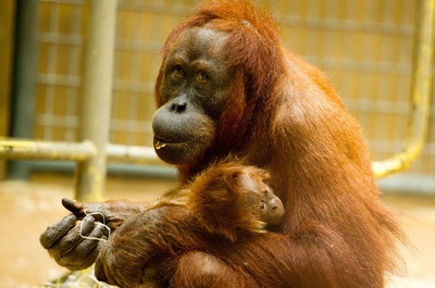 泳げないはずの霊長類、平泳ぎや飛び込みを観察