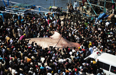 巨大ジンベイザメの死骸、クレーンで回収 パキスタン