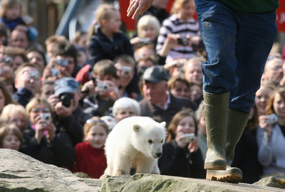 育児放棄されたホッキョクグマで思わぬ経済効果 - ドイツ
