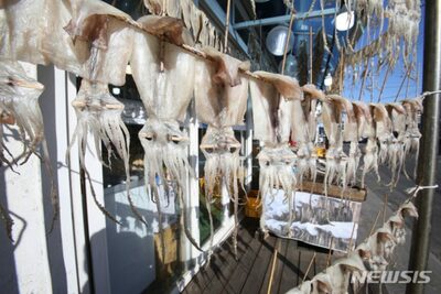 韓国・東海岸、イカの漁獲量が急減、前年比の40％に…業者の経営難深刻