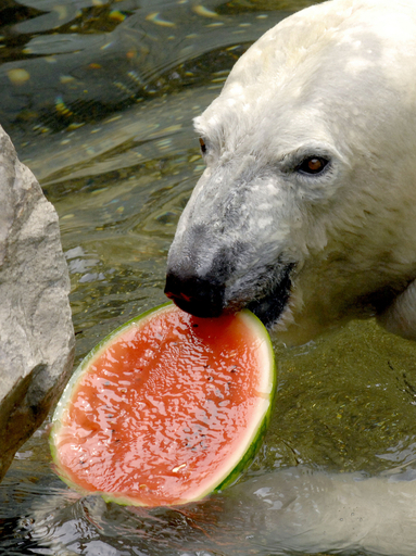 ロシアの名産地で、スイカを「偽物」から守る新兵器が登場
