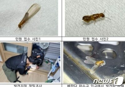 韓流芸能人住宅に脅威…ソウル・カンナムに木材かじる外来種シロアリ