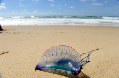 豪東海岸に毒クラゲが「襲来」、ここ数日で「桁外れ」の被害件数