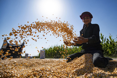 大地の恵みに感謝、「世界食糧デー」の収穫風景