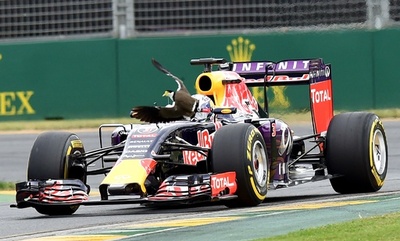 危機一髪！マシンの前を横切る怖いもの知らずの鳥 オーストラリアGP