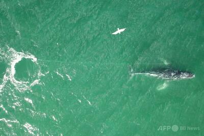 ロープに絡まったクジラを捜索、上空からの映像で確認 オーストラリア