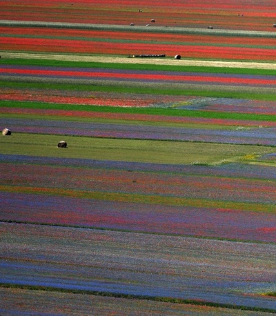 畑に広がるカラフルな花のグラデーション、イタリア