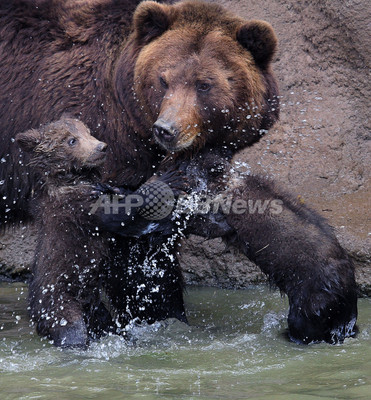 カムチャッカヒグマの双子が公園デビュー チェコ 写真11枚 ファッション ニュースならmode Press Powered By Afpbb News