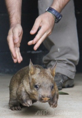 元気いっぱい 赤ちゃんウォンバット 豪動物園 写真2枚 ファッション ニュースならmode Press Powered By Afpbb News