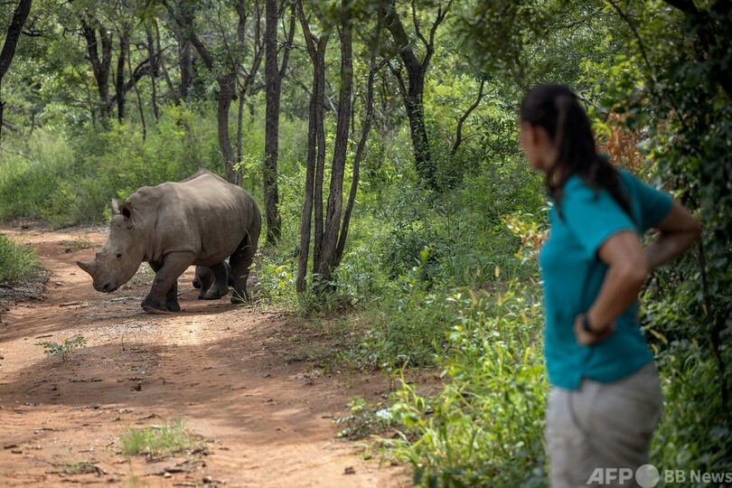 密猟で親を亡くしたサイの孤児たち、リハビリ施設ですくすく成長 南ア
