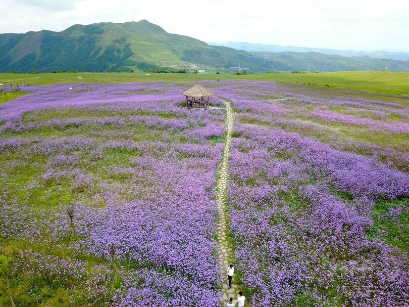 観光客の心奪う一面の紫、貴州