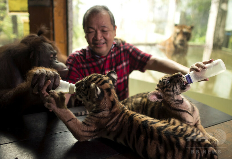 オランウータンがトラの赤ちゃんに哺乳瓶で授乳!? フィリピン