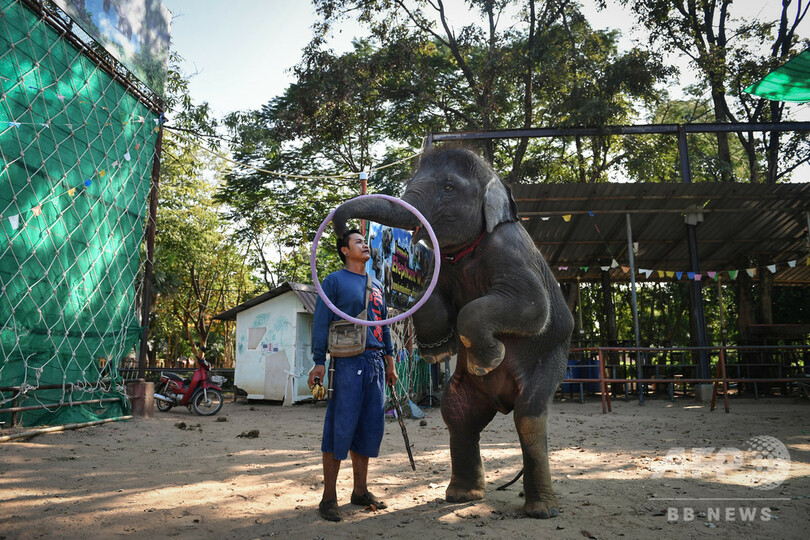 観光の犠牲になるゾウ 劣悪な環境で見世物に タイ 写真10枚 国際ニュース Afpbb News