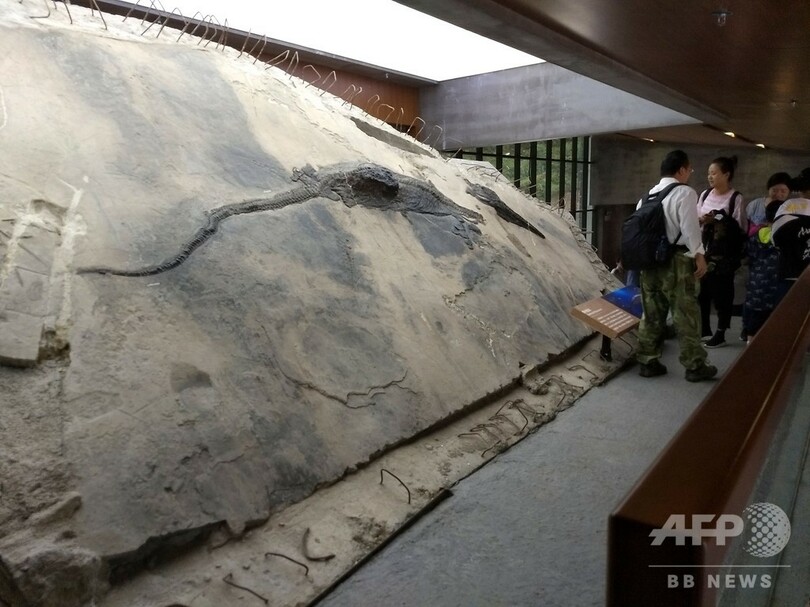 太古の魚竜、命懸けた最後の食事 化石の胃に未消化の獲物