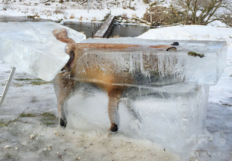 ドナウ川に落ちて凍ったキツネ 氷の塊ごと切り出される ドイツ 写真2枚 国際ニュース Afpbb News