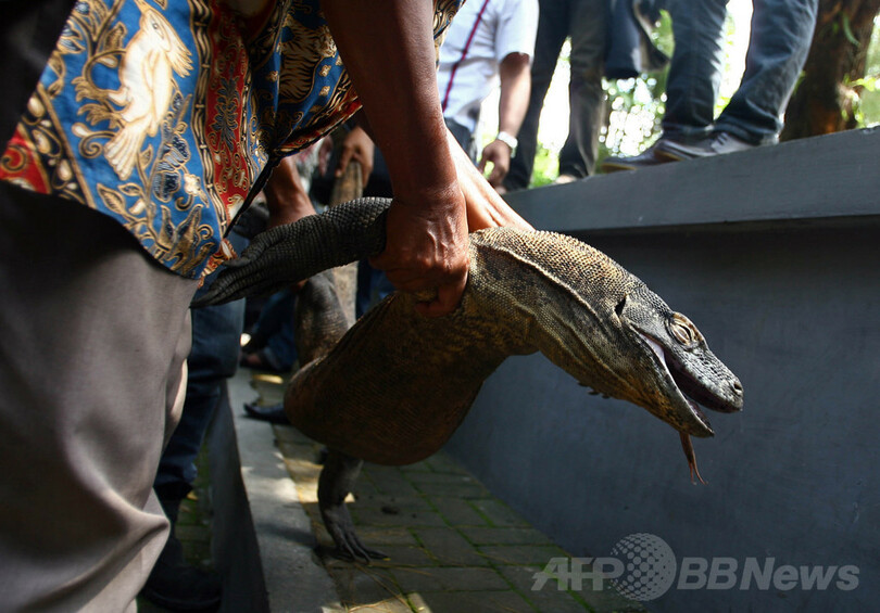 インドネシアの 死の動物園 でコモドオオトカゲ死ぬ 写真1枚 国際ニュース Afpbb News