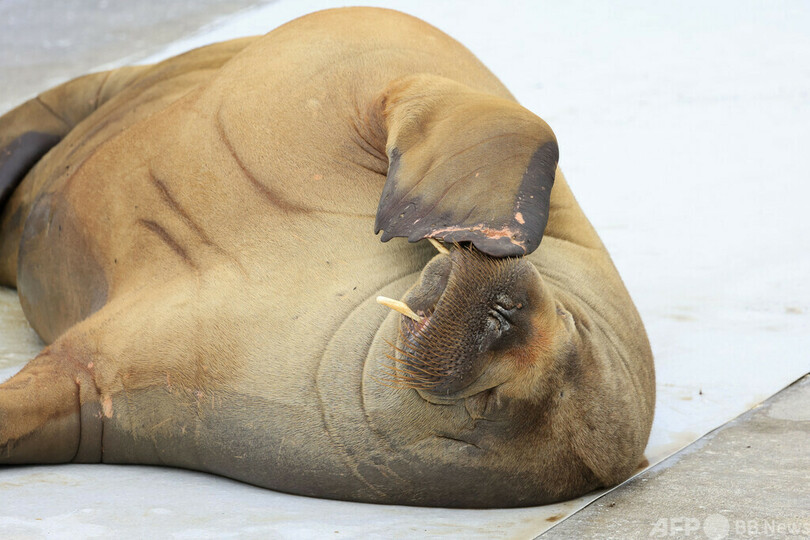 オスロの人気セイウチ、安楽死検討 接近行為が後絶たず