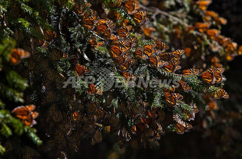 越冬のため南北米大陸を大移動するチョウ、「オオカバマダラ」