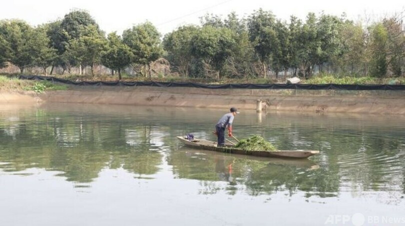 「カニ＋水草」で潤う中国・湖南省の養殖家 湖の環境も改善