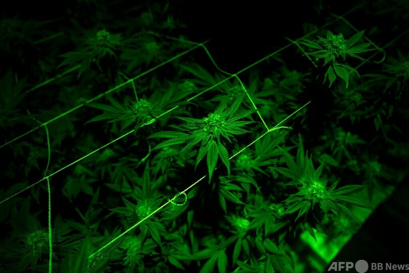 ドイツ、嗜好用大麻を合法化へ 24年にも