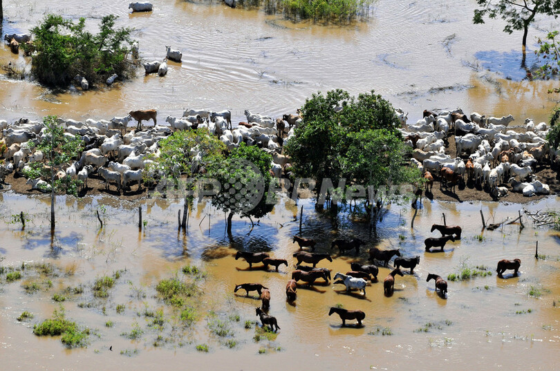 ボリビアの洪水死者、51人以上に
