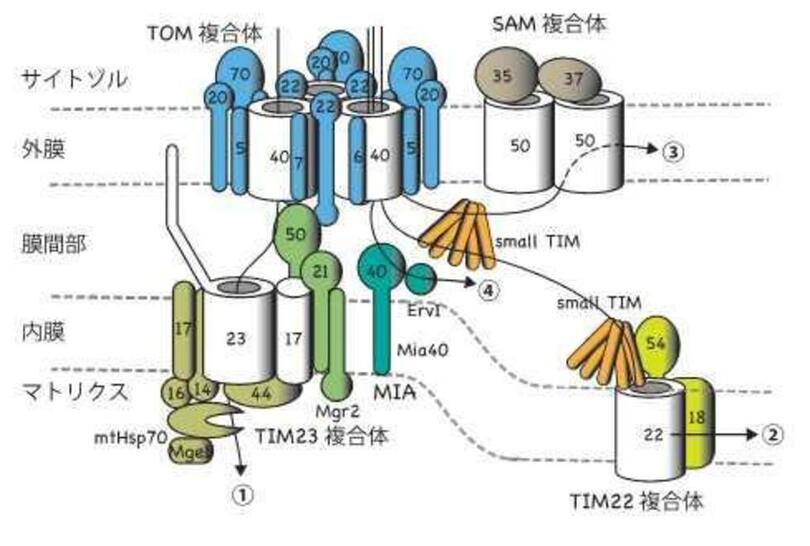 【京都産業大学】ミトコンドリアにバレル(円筒)型膜タンパク質を組み込む仕組みを解明 -- 英国科学誌「Nature」(オンライン版)に掲載