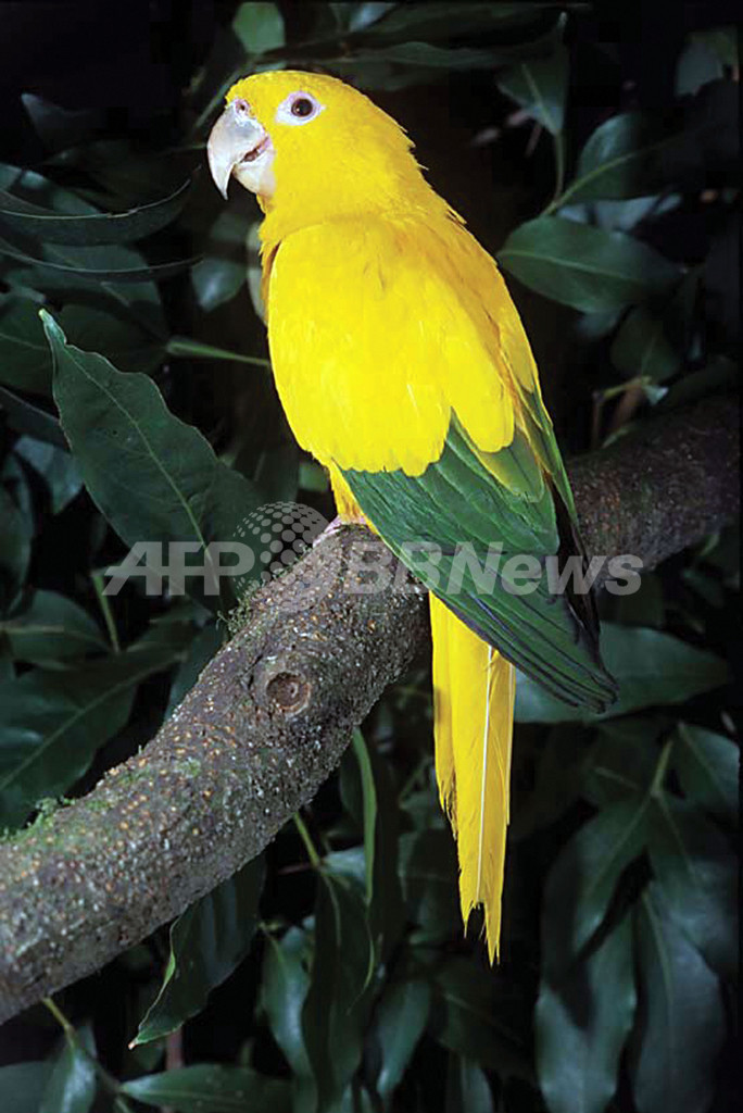 ブラジル、絶滅危惧種のリストを発表