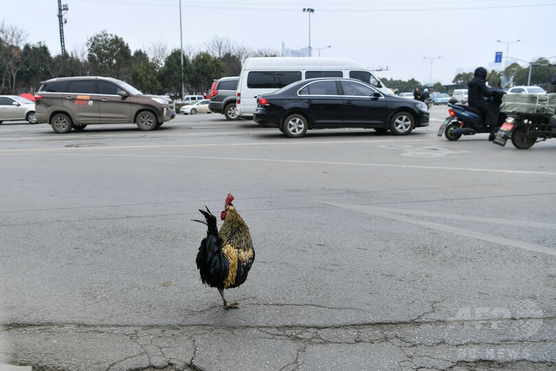 昆明の街角に並ぶ春節の風物詩「年越し鶏」　