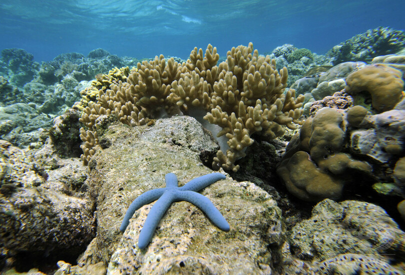 海洋生物多様性、温暖化2度未満でも劇的変化か 研究
