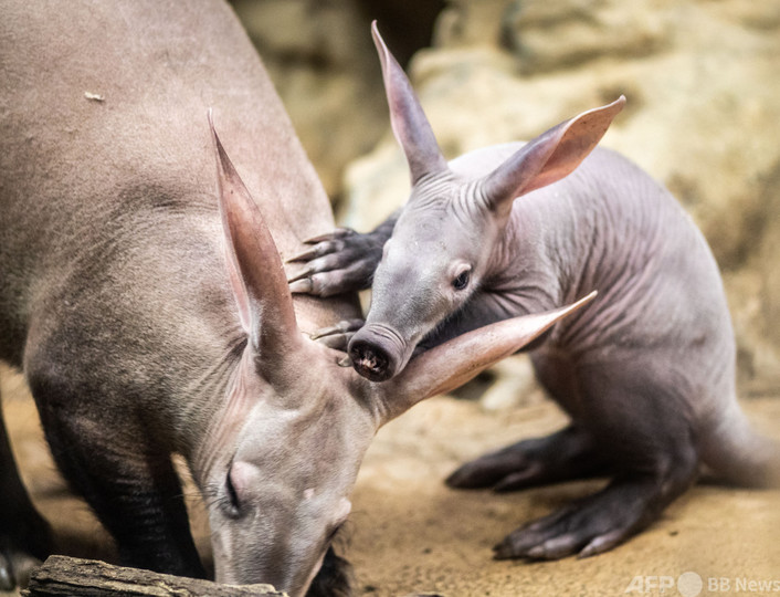 写真特集 珍しい動物たち 写真16枚 国際ニュース Afpbb News