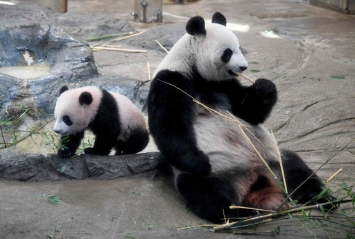 上野動物園「シャンシャン」、一般公開始まる 写真6枚 国際ニュース