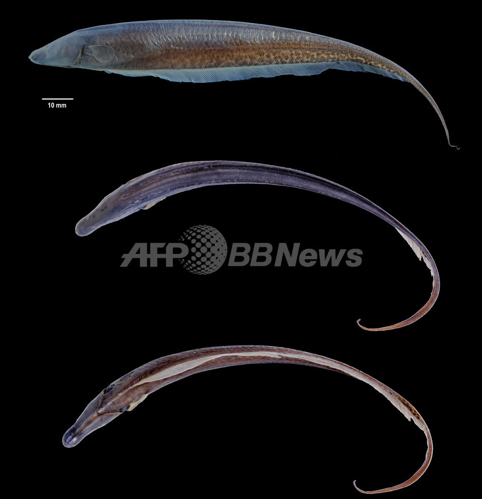 南米ガイアナで新種の電気魚を発見 南米ガイアナで新種の電気魚を発見