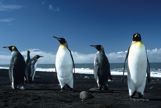 南極の島々でペンギンの生息数が回復 写真14枚 国際ニュース Afpbb News