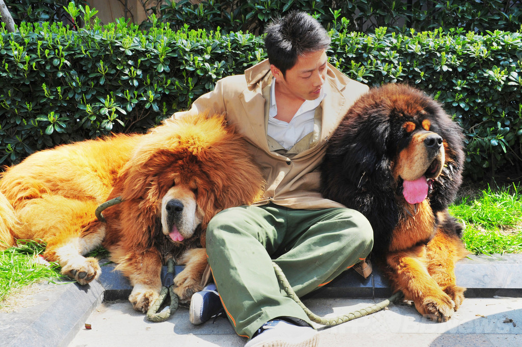 中国男性が 犬を2億円で購入 史上最高額か 写真2枚 国際ニュース Afpbb News