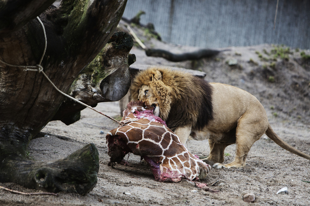 デンマークの動物園 キリンに続き親子ライオン4頭を殺処分 写真4枚 国際ニュース Afpbb News