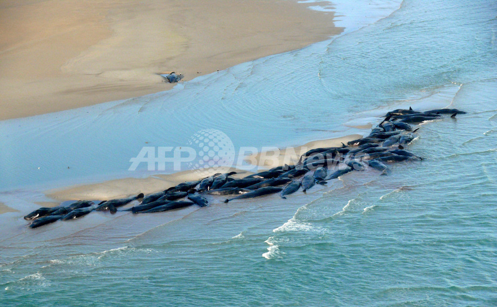 タスマニア島付近にクジラ50頭打ち上げられる、大半はすでに死亡 タスマニア島付近にクジラ50頭打ち上げられる、大半はすでに死亡