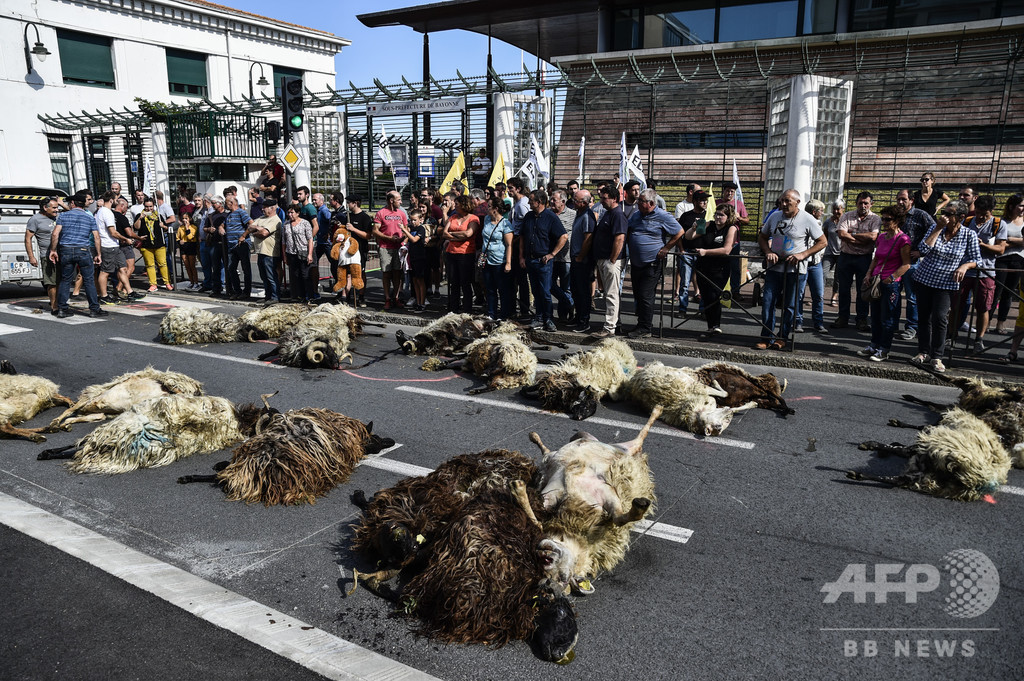 道路に複数の羊の死骸...フランス畜産業者がクマ被害訴え 写真5枚 国際ニュース：AFPBB News