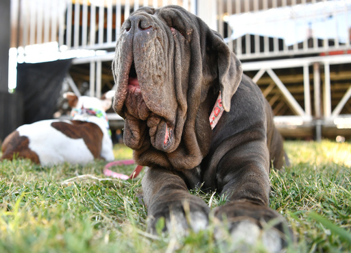 世界一醜い犬コンテスト 今年もぶさかわワンコが大集合 米 写真13枚 国際ニュース Afpbb News