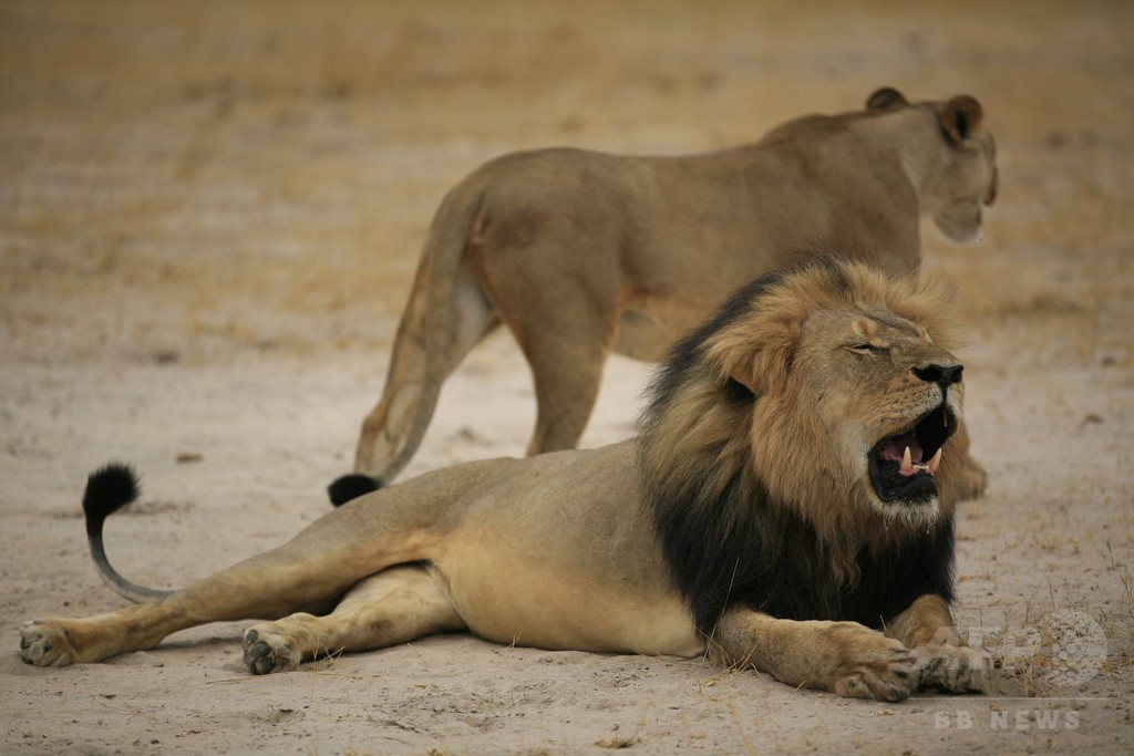 ジンバブエの人気ライオン殺される、米狩猟愛好家に非難殺到 ジンバブエの人気ライオン殺される、米狩猟愛好家に非難殺到