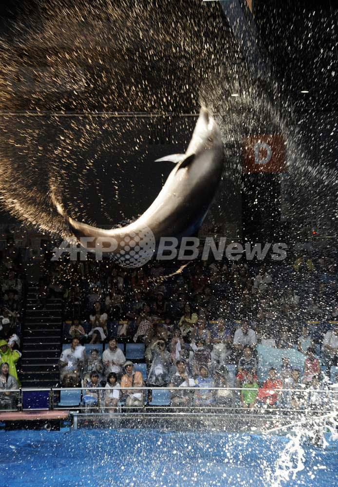 水しぶきで涼しさ満喫、イルカやクジラのスプラッシュショー 都内 写真